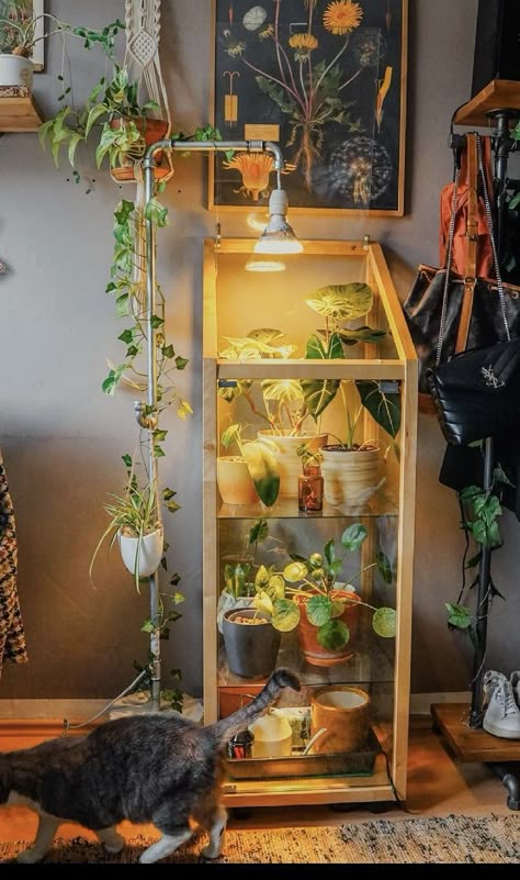 Inside Green House Ideas Diy, Small Greenhouse Indoor, Fabrikor Cabinet Ikea Hacks, Bird Feeder Aesthetic, Indoor Green House Ideas, Plant Cabinet Diy, Diy Greenhouse Indoor, Glass Plant Cabinet, Plant Set Up