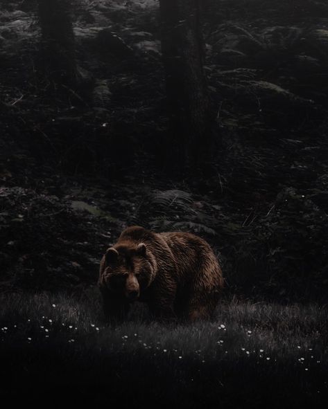 Braddock One Dark Throne, Dark Throne, Bear Shifter, Bear Aesthetic, Bear Island, Crown Aesthetic, Beyond The Horizon, Royalty Aesthetic, Adventure Aesthetic