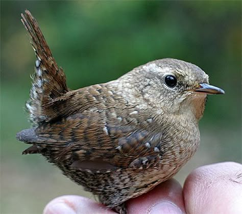 Wrens' songs are delightful and they come back to the same houses in our yard every year. Winter Wren, Bird Decorations, Fairy Wren, Bird Sitting, Kinds Of Birds, Birds And Butterflies, Backyard Birds, All Birds, Pretty Birds