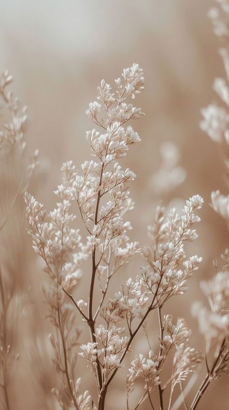 Aesthetic beige photo outdoors blossom nature. | premium image by rawpixel.com Minimal Cream Aesthetic, Beige Aesthetic Pictures For Wall, Aesthetic Pictures Neutral Colors, Beige Asthetic Wallpers, Modern Wallpaper For Phone, Iphone Widget Photos Aesthetic, Tan And Beige Aesthetic, Crème Aesthetic Wallpaper, Backgrounds Iphone Neutral