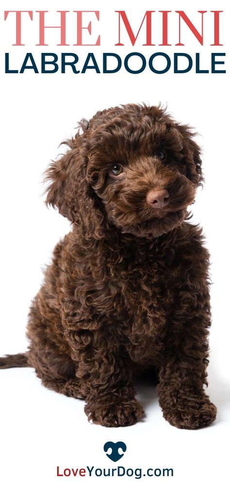 Chocolate Mini Labradoodle, Australian Labradoodle Mini, Mini Labradoodle Full Grown, Labradoodle Full Grown, Labradoodle Hair, Chocolate Labradoodle Puppy, Mini Dogs Breeds, Miniature Labradoodle, Labradoodle Mini