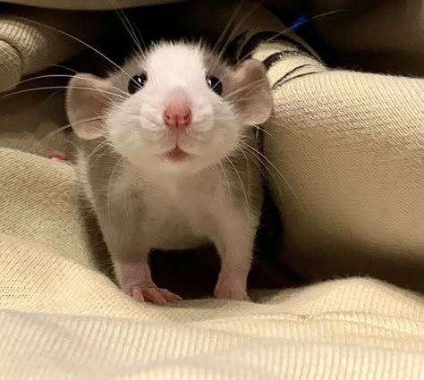 Rattus Rattus, Baby Rats, Funny Rats, Fancy Rat, Pet Mice, Cute Rats, Cute Hamsters, Pet Rats, Pretty Animals