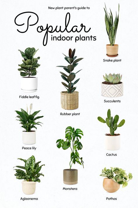 Best Air Purifying Plants, Household Plants, Plant Care Houseplant, Inside Plants, Growing Plants Indoors, Best Indoor Plants, Air Purifying Plants, Plant Decor Indoor, Bedroom Plants