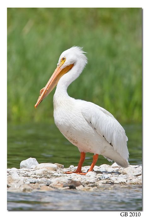 American White Pelican (Pelecanus erythrorhynchos ) breeds in the interior of North America to the coasts and as far as Central and South America in Winter Ontario Birds, Bird Wings Costume, White Pelican, Pelican Art, Pelican Bird, Water Birds, Pet Halloween Costumes, Bird Wings, Bird Art Print