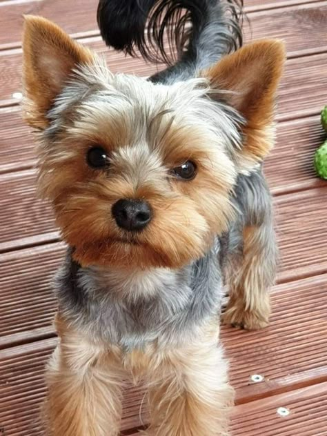 Yorkshire Terrier Haircuts, Chorkie Haircut, Yorker Haircut, Yorkie Haircut Male, Yorkie Haircut Teddy Bear, Yorkie Terrier Puppy, Yorkie Puppy Cut, Yorkie Puppy Haircuts, Yorkie Puppy Care