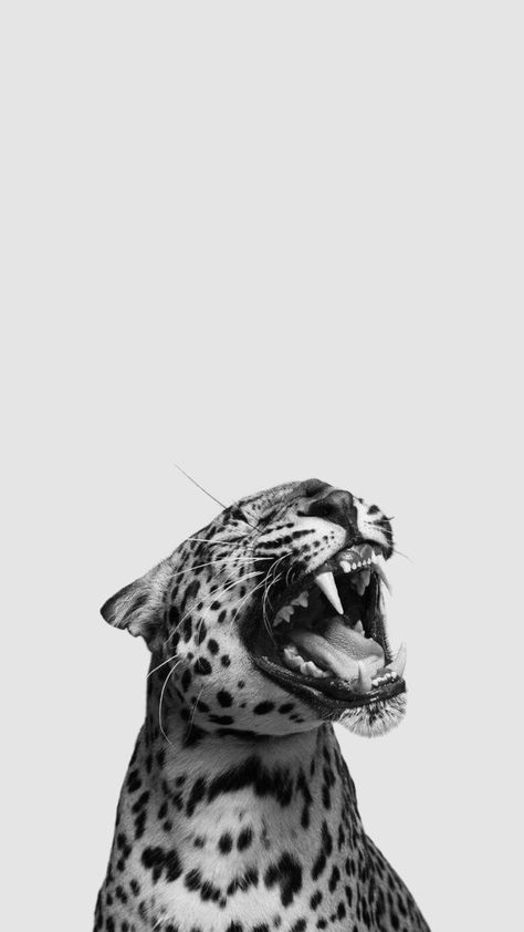 Animals Quotes, Leopard Print Background, Leopard Print Wallpaper, Cheetah Print Wallpaper, Underwater Scenes, Cute Summer Wallpapers, Simple Phone Wallpapers, In The Stars, Iphone Wallpaper Photos