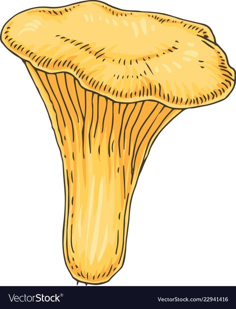 Golden Chanterelle, Mushroom Vector, Golden Mushroom, Edible Mushrooms, Hand Drawn Illustration, Mushroom Art, Drawn Illustration, Preschool Crafts, Stay Safe