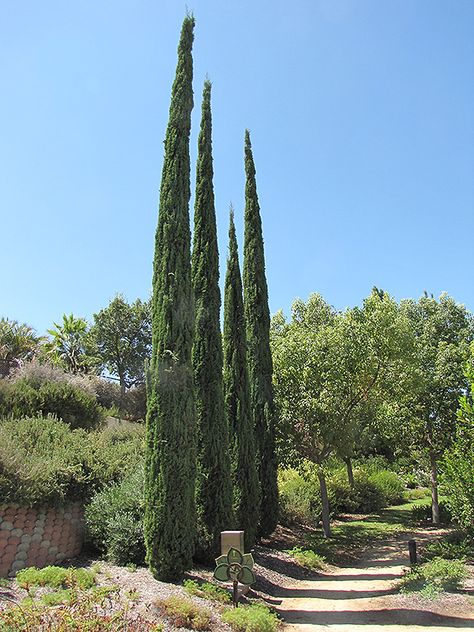 Sammamish Washington, Italian Cypress Trees, Cupressus Sempervirens, Italian Cypress, Plant Palette, Garden Sanctuary, Mountain Nursery, Rainbow Garden, Plant House