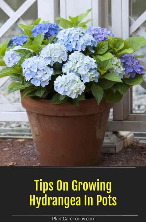 Growing Hydrangea in pots allows you to move them in the garden for greater enjoyment. Look for compact varieties or dwarf Hydrangea types to grow in containers. we share White Hydrangea Potted, Hydrangea In A Pot Planters, White Hydrangea In Pots, Blue Hydrangea In Pots, Can You Grow Hydrangeas In A Pot, How To Care For Potted Hydrangeas In Winter, Potted Hydrangea Patio, Miniature Hydrangea Plants, Hydrangea Potted Front Doors