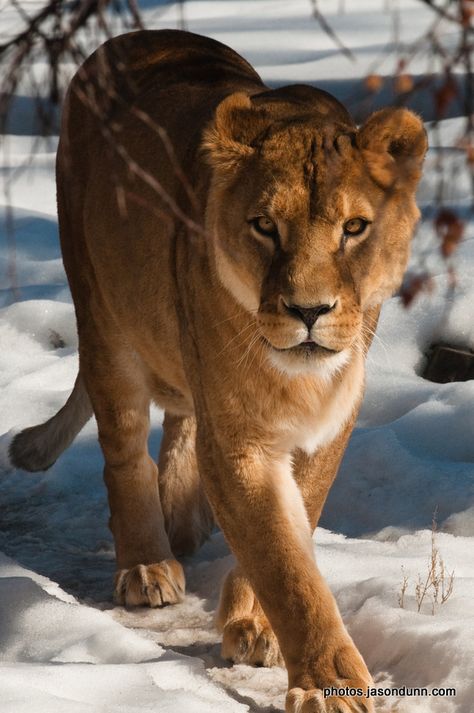 Female Lion Aesthetic, Lioness Aesthetic, Lioness Roaring, Lioness Photography, Lioness Images, Lioness Tattoos, Couple Cat, Lioness Tattoo, Tattoo Couple