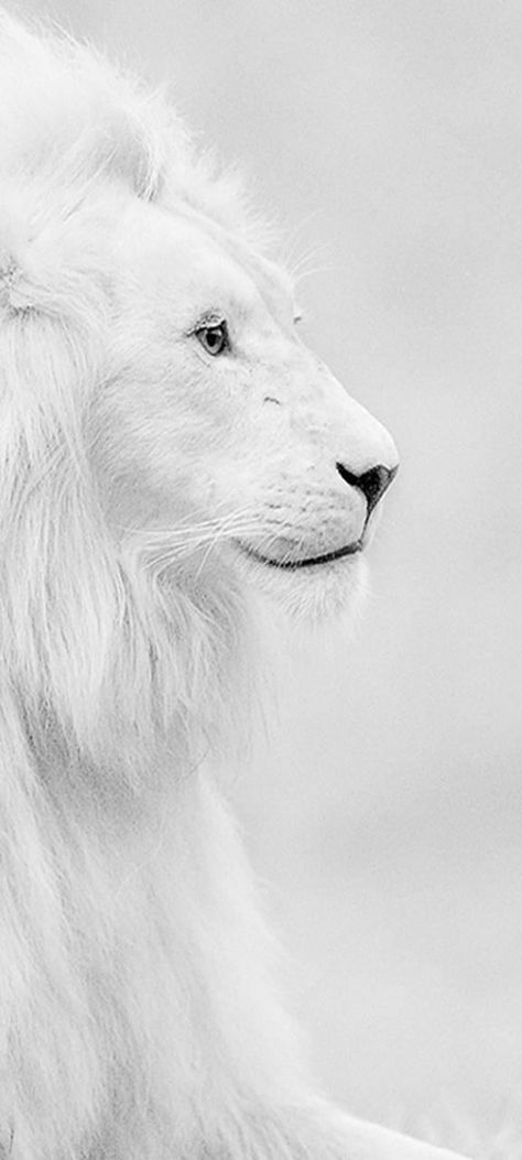 White Lion Wallpaper, Wallpaper Boys, Os Wallpaper, Royal Wallpaper, Lion Photography, Muslim Images, Lion Wallpaper, White Lion, Boys Wallpaper