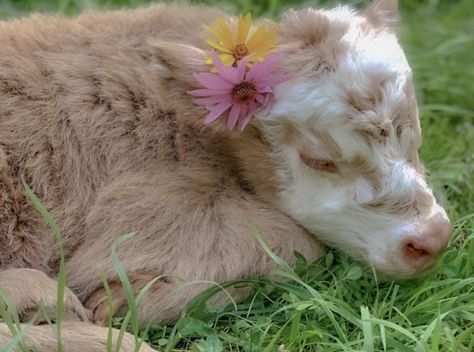 Pretty Animals Aesthetic, Cute Fluffy Cow Aesthetic, Cute Cow Aesthetic, Cottage Animals, Cute Fluffy Cow, Cottagecore Cow, Cute Cow Art, Cows Cute, Cow Aesthetic