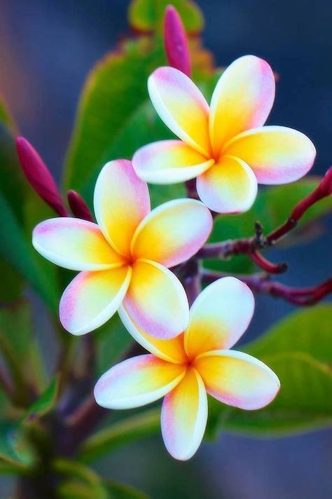 Fiori Frangipani, Flores Plumeria, Awesome Tattoo, Plumeria Flowers, Hawaiian Flower, Most Beautiful Flowers, Tropical Flower, Hawaiian Flowers, Painting Flowers