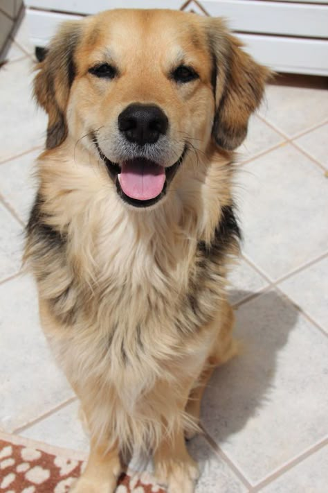 Dave - Mix Of Golden Retriver, German Shepard And Collie Dog Crossbreeds, Golden Retriever Mix, Collie Mix, Dog Mixes, Purebred Dogs, Mixed Breed Dogs, Retriever Puppy, Mixed Breed, Nova Scotia