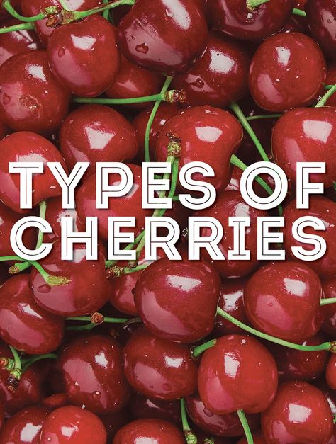 From the well-known Rainier cherry to the lesser-known Tulare cherry, we're covering 43 types of cherries in this guide to cherries. Types Of Cherries, Rainier Cherries, Bourbon Cherries, Cherry Compote, Cherry Preserves, Bing Cherries, Cherry Liqueur, Acerola Cherry, How To Make Pie