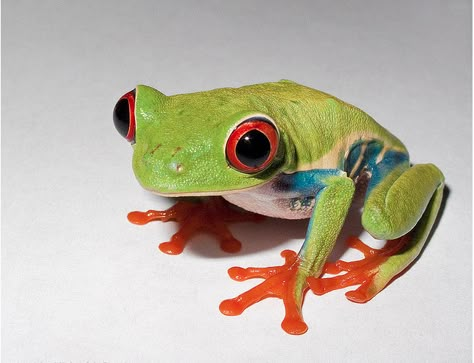 Red Eye Tree Frog Craft, Tree Frog, Red Eye Tree Frog Tattoo, Black Eyed Tree Frog Cute, Red Eye Frog, Red Eye Tree Frog, Homemade Ugly Christmas Sweater, Red Eyed Frog, Red Eyes Tree Frog