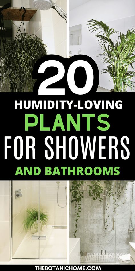 20 Best Plants For Your Shower - That Love Humidity! - The Botanic Home Easy Bathroom Plants, Walk In Shower Plants, Hanging Plants In The Bathroom, Bathroom Jungle Plants, Air Plants In Shower Ideas, Eucalyptus In Shower Benefits, Plants That Like Humidity, Small Bathroom Plants Decor Ideas, Bathroom Decor Ideas With Plants