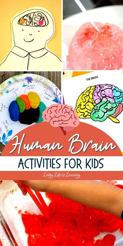 Brain Sensory Activity, Human Brain Activities For Preschool, Brain Stem Activities, Brain Crafts For Preschoolers, Brain Kindergarten Activities, Fantastic Elastic Brain Activities Free, Brain Science Project, Science Human Body Activities, Preschool Brain Activities