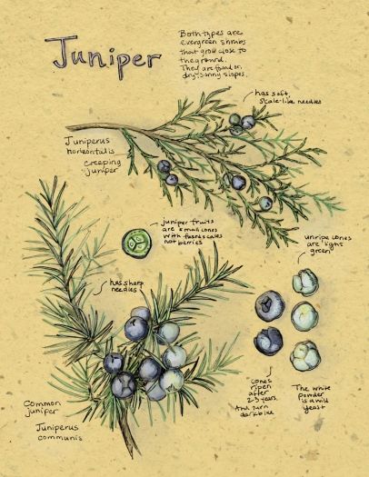 All About Juniper By Kristin Link Photography by Kristin Link Juniper Properties, Soup Tattoo, Herbs Drawing, Evergreen Logo, Plant Diagram, Juniper Flower, Juniper Plant, Juniper Tree, Juniper Berries