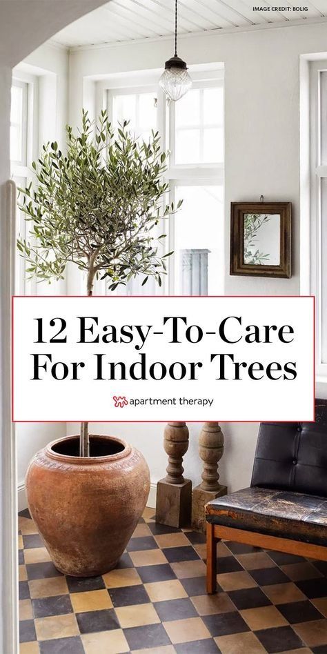 Indoor Tree Plants, Plant Decor Living Room, Best Indoor Trees, Indoor Garden Apartment, Bbq Garden, Indoor Plants Styling, Indoor Tree, Herb Gardens, Indoor Trees