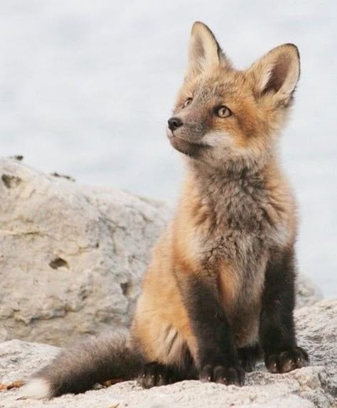 Fox Pups, Cute Foxes, Foxes Photography, Fox Pictures, Big Ears, Pet Fox, Animal Reference, Baby Fox, Cute Fox