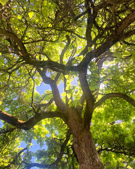 sunlight seeping through the leaves of a tree Light Through Trees Photography, Looking Up Into Trees, Sun Through Leaves, Sunlight Through Leaves, Rose Hawthorne, Sun Through Trees, Light Through Trees, Sunlight Through Trees, 2025 Aesthetic