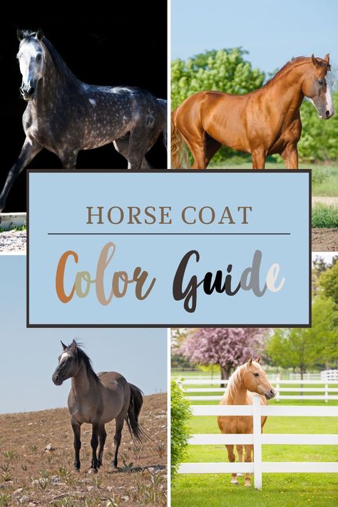 Roan Horse Colors, Horse Colors Chart, Dunn Horse, Horse Color Chart, Rare Horse Colors, Blue Roan Horse, Horse Colours, Grulla Horse, Different Horse Breeds