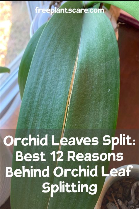 Orchid Leaves Split: Best 12 Reasons Behind Orchid Leaf Splitting Orchid Leaf Problems, Leaves Meaning, Gardening Products, Indoor Orchids, Christmas Cactus Care, Orchid Fertilizer, Orchid Plant Care, Orchid Varieties, Orchid Leaves