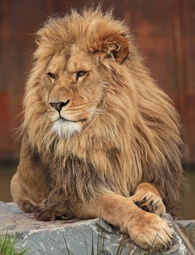 african lion Beekse bergen JN6A1034 | safi kok | Flickr Lions Tattoo, Aesthetic Animals, Tattoo Lion, Lion Tattoos, Lion Photography, Lion Drawing, Lions Photos, Beautiful Lion, Lion Love