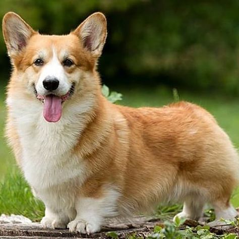 Corgis are just adorable lowriders. #corgi #corgipuppy #cute #dog #dogs #puppy #puppylove #adorable #lowrider Corgi Dog Breed, Corgi Facts, Cute Corgi Puppy, Pembroke Welsh Corgi Puppies, Corgi Pictures, Welsh Corgi Puppies, Corgi Mix, Corgi Pembroke, Corgi Puppy