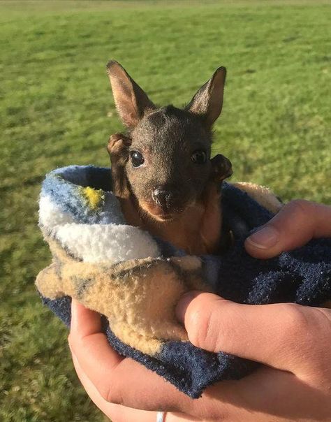 Baby Kangaroo, Scottish Fold, Baby Animals Funny, Australian Animals, Cute Animal Pictures, Sweet Animals, Animal Tattoos, Cuteness Overload, Animals Friends