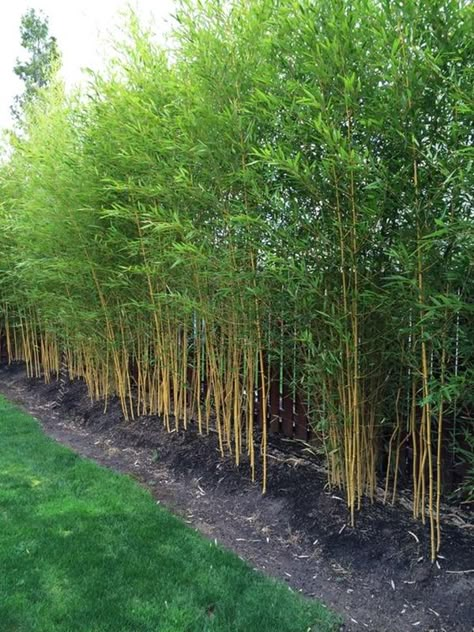 Learn How to Plant a Bamboo Fence | Planning, Planting and Maintaining Bamboo Garden Ideas, Bamboo Landscape, Bamboo Trees, Privacy Plants, Privacy Landscaping, Garden Screening, Backyard Privacy, Bamboo Garden, Plants Leaves