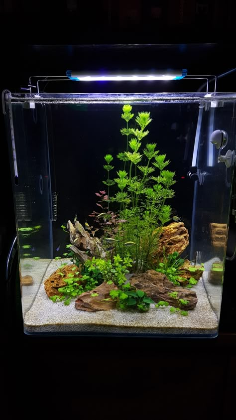 Underwater Fairy Garden, Aqua Terrarium With Fish, Tall Tank Aquascape, Simple Aquascape Ideas, Mini Aquarium Ideas Fish Tanks, Simple Fish Tank Ideas, Tall Fish Tank Ideas, Simple Aquarium Ideas, Mini Aquarium Ideas