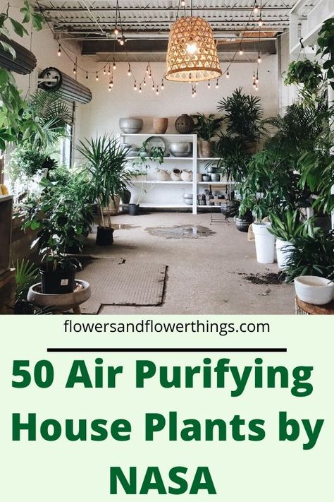 Air-purifying house plants by NASA that can help you improve the quality of air in your home. These air purifying indoor plants remove toxins, volatile organic compounds (VOCs) from any space in your home.  It’s important to note that we don’t know how many plants we need in a space to effectively clean the air. […] The post 50 Air Purifying House Plants by Nasa appeared first on . Inside Plants No Sun, House Plants For Low Light, Best Indoor Plants Air Purifier, Non Toxic House Plants, Plants Air Purifying, Best Air Purifying Plants, Air Purifying House Plants, Plants House, Home Air Purifier