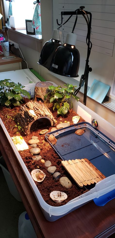 3 toed box turtle indoor habitat How To Make A Turtle Habitat, Tortoise Tank Indoor, Cute Turtle Tank Ideas, Turtle Cage Indoor, Indoor Turtle Tank, Turtle Cages, Turtle Setup Ideas, Turtles Terrarium, Diy Turtle Tank Ideas