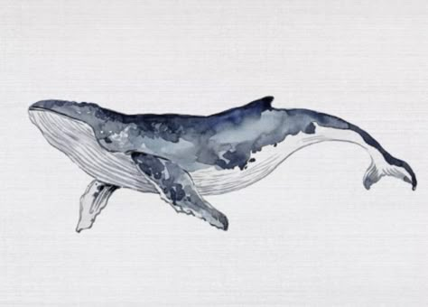 Blue Whale Watercolor Paintings, Realistic Whale Drawing, Grey Whale Drawing, Whale Drawing Watercolor, Watercolour Whale Art, Humpback Whale Watercolor, Whale Painting Watercolor, Paint Whale, Whale Jumping Out Of Water