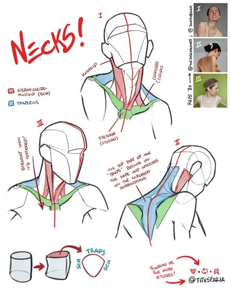 Neck Reference, Study Together, Human Anatomy Reference, الفن الرقمي, Anatomy Tutorial, Female Drawing, Human Anatomy Drawing, Body Drawing Tutorial, Human Anatomy Art