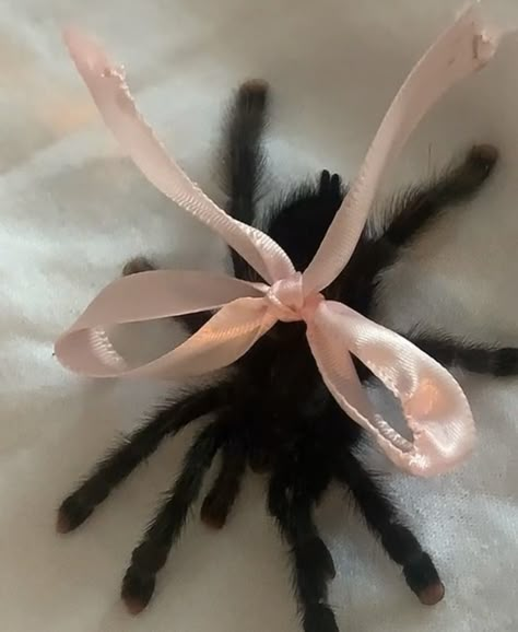 Black Tarantula Aesthetic, Spider Pink Aesthetic, Tarantula With Bow, Wolf Spider Aesthetic, Coquette Tarantula, Pet Tranchulas, Black Widow Aesthetic Spider, Rat Aesthetics Dark, Pink Toed Tarantula