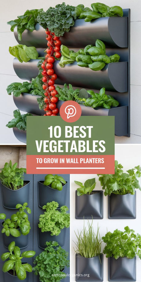 Learn how to grow fresh vegetables in wall-mounted planters with our top 10 recommendations. These space-saving veggies are perfect for small spaces and urban gardeners! 🥬🍅 #ContainerGardening #WallMountedPlanters #DIYGarden Indoor Garden Wall Ideas, Small Plant Wall, Vertical Food Garden, Balcony Vegetable Garden Ideas, Wall Garden Diy, Hanging Vegetable Garden, Diy Vertical Garden Wall, Vertical Vegetable Garden Design, Wall Herb Garden