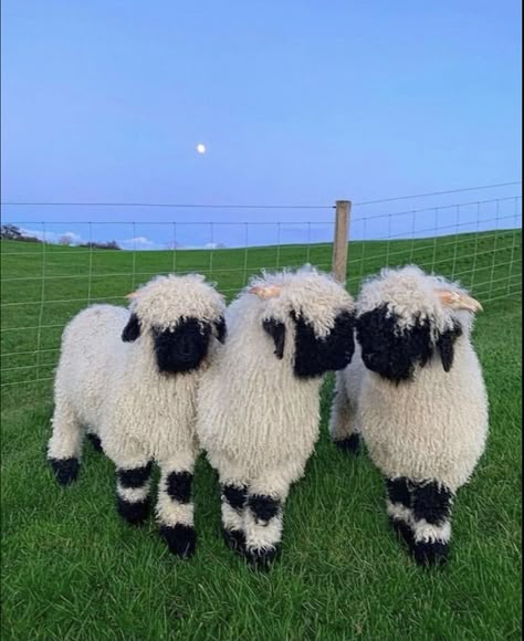 Friends Happy, Happy And Healthy, Pet Health, Iceland, Health Tips, Sheep, Wonder, Pet, Tumblr