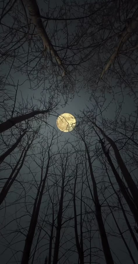 Light And Shadow Photography, Night Landscape Photography, Moon Background, Moon Pics, Night Sky Photography, Iphone Wallpaper Sky, Perfect Selfie, Look At The Moon, Dark Nature