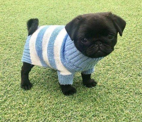 Pug Facts, Black Pugs, Black Pug Puppies, Cute Pug Puppies, Baby Pugs, Black Pug, Baby Animals Pictures, Pug Puppies, Pugs Funny