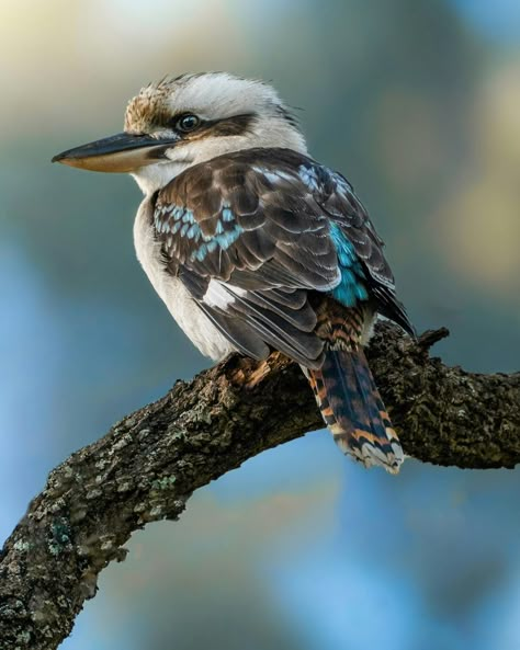 Native Australian Animals, Native Australian Birds, Kookaburra Art, Cute Australian Animals, Laughing Kookaburra, Australian Fauna, Photos Of Birds, Wildlife Wall Art, Birds Of Australia