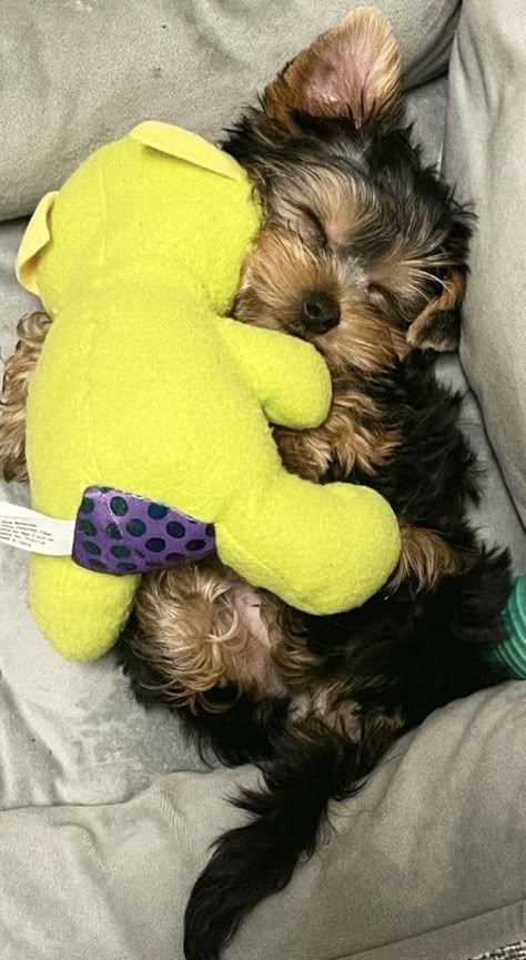 Yorkie Puppy Aesthetic, Cute Yorkies, Small Puppy Breeds, Morkie Puppies, Teacup Yorkie Puppy, Cute Small Dogs, Puppy Mom, Dog Mommy