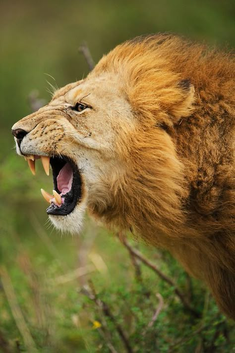 wiilderness Masai Mara Kenya, Lion Sketch, Panthera Leo, Lion Photography, Lions Photos, Beautiful Lion, Lion Wallpaper, Theme Nature, Male Lion