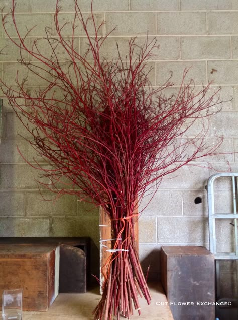 Chinese New Year Flower, Decor Natal, Red Dogwood, Red Twig Dogwood, Resturant Design, Twig Dogwood, Easter Door Wreaths, 100 Acre Wood, Easter Door