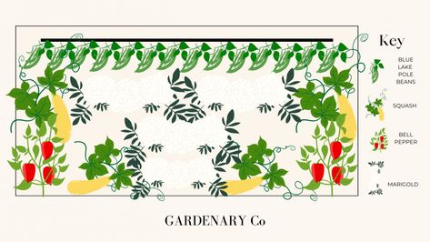 Companion Garden, Companion Planting Chart, Cabbage Plant, Plant Combos, Obelisk Trellis, Companion Gardening, Orchard Garden, Mini Sunflowers, Florida Gardening