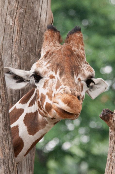 Giraffe Photos, Giraffe Pictures, Giraffe Art, Cute Giraffe, A Giraffe, The Giraffe, Baby Giraffe, Favorite Animal, Animal Pics