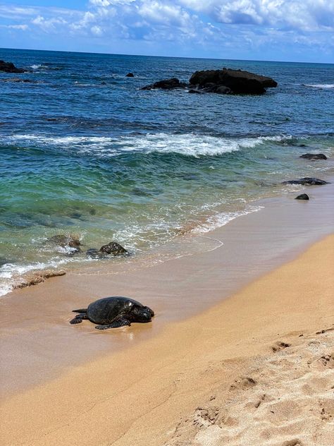 Oahu ocean life sea turtle on the North Shore summer North Shore Hawaii Oahu, Turtle Beach Aesthetic, Hawaii North Shore Oahu, Makua Beach Oahu, Turtle Beach Hawaii, Enjoying Nature, North Shore Oahu, Hawaii Life, Hawaii Vacation