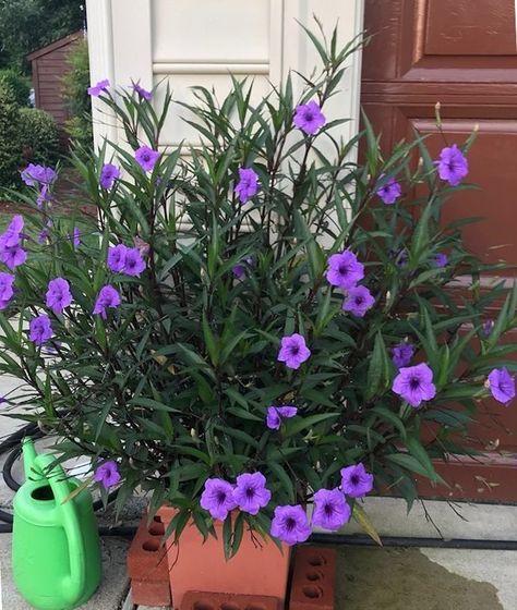 Mexican Petunia, Petunia Plant, نباتات منزلية, Small Patio Garden, Purple Plants, Hanging Plants Indoor, Labuan, Hardy Perennials, Garden Borders